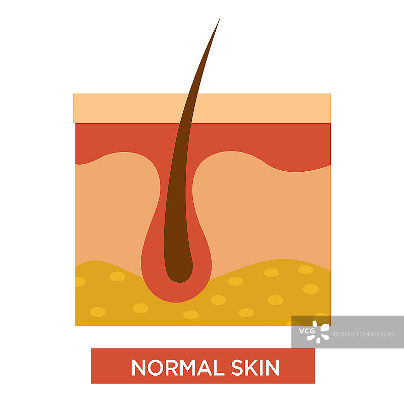 带有体毛的正常健康皮肤结构图片素材