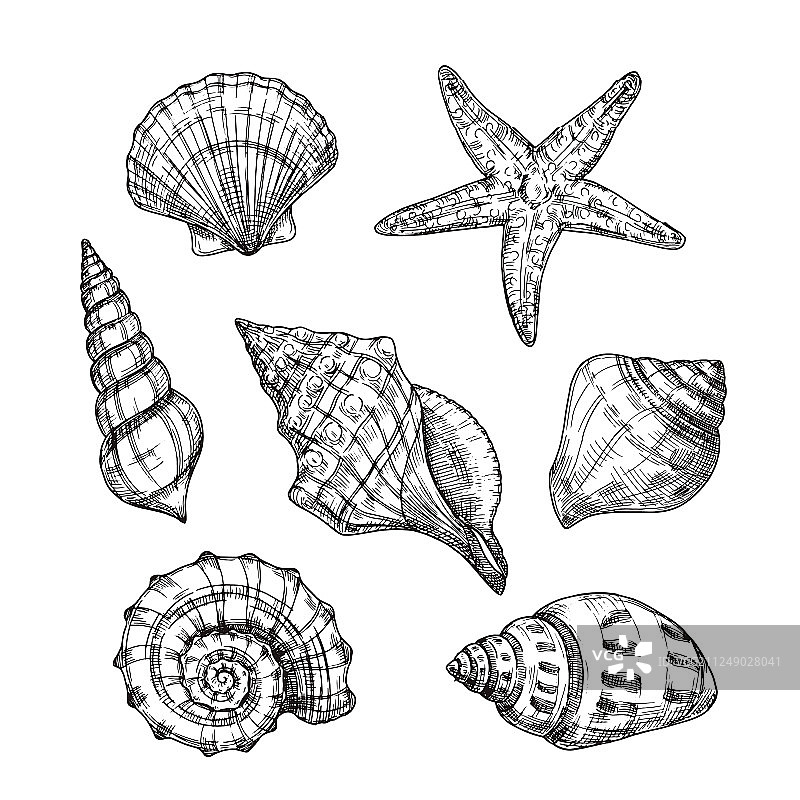 手绘海洋贝壳海星图片素材