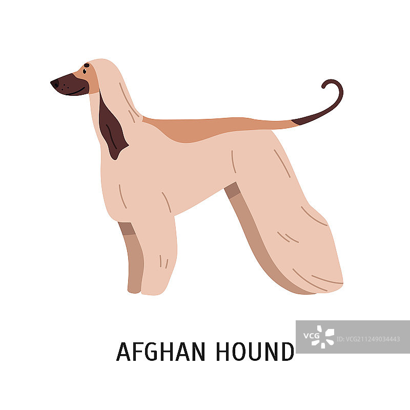 阿富汗猎犬图片素材