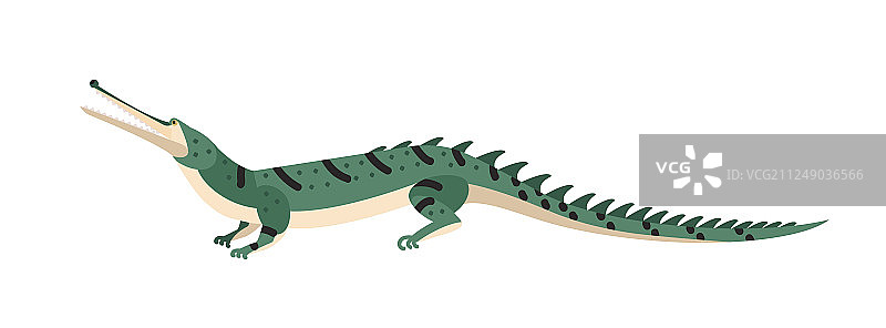 食鱼鳄或长吻鳄（白色背景）图片素材