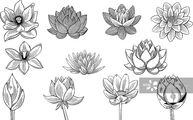 莲花素描合集图片素材