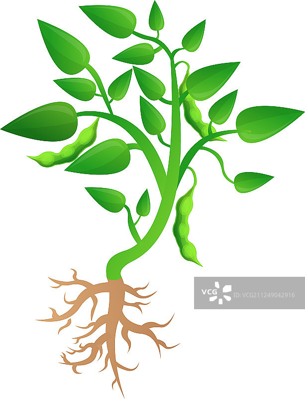 卡通风格的大豆植物生长图标图片素材