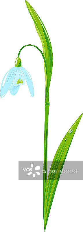 一朵孤立的雪花莲图片素材