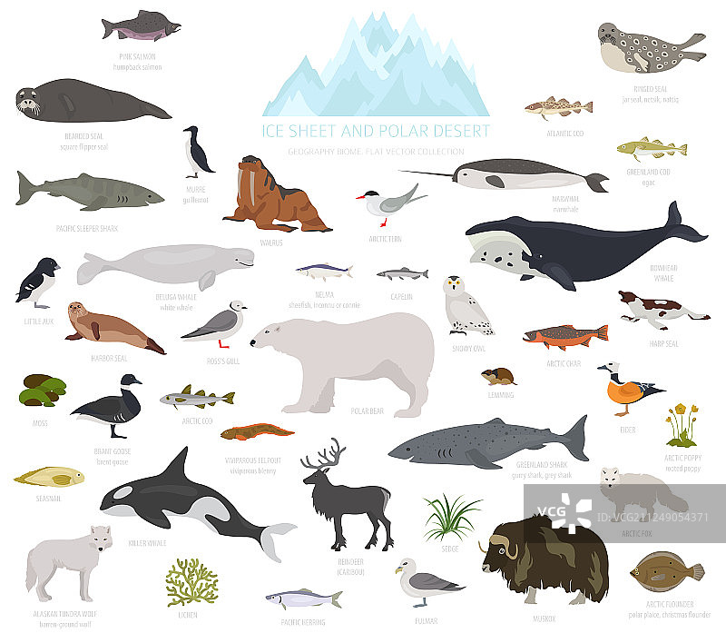 冰盖和极地荒漠生物群系陆地图片素材