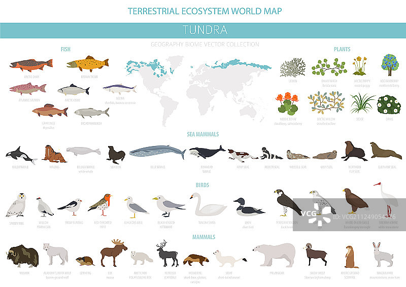 苔原生物群落陆地生态系统世界地图图片素材