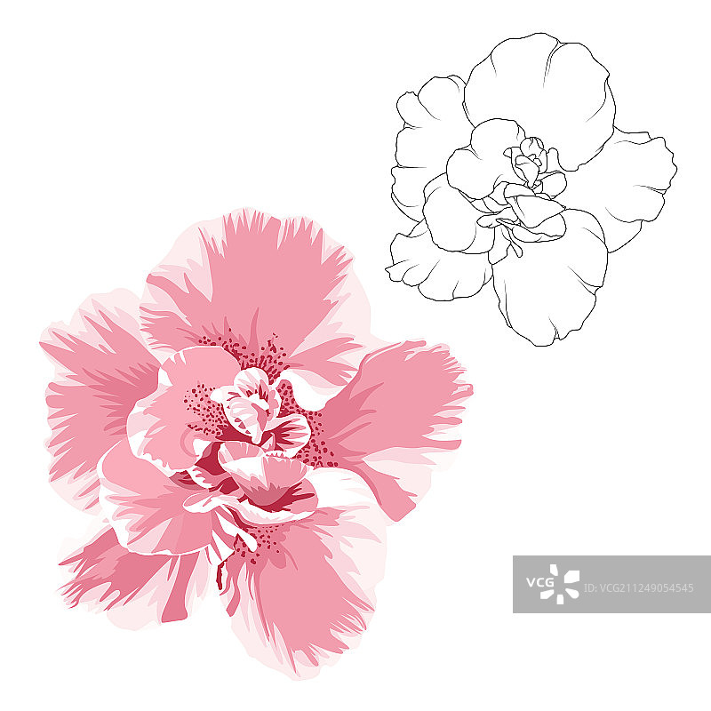 山茶花设计元素轮廓图片素材