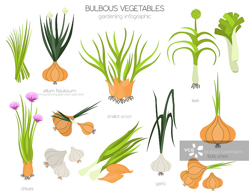 球茎蔬菜：葱、韭葱和青葱图片素材