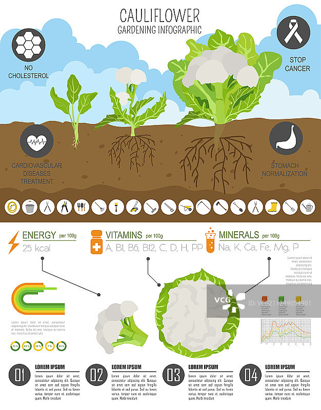 花椰菜的营养价值图片素材