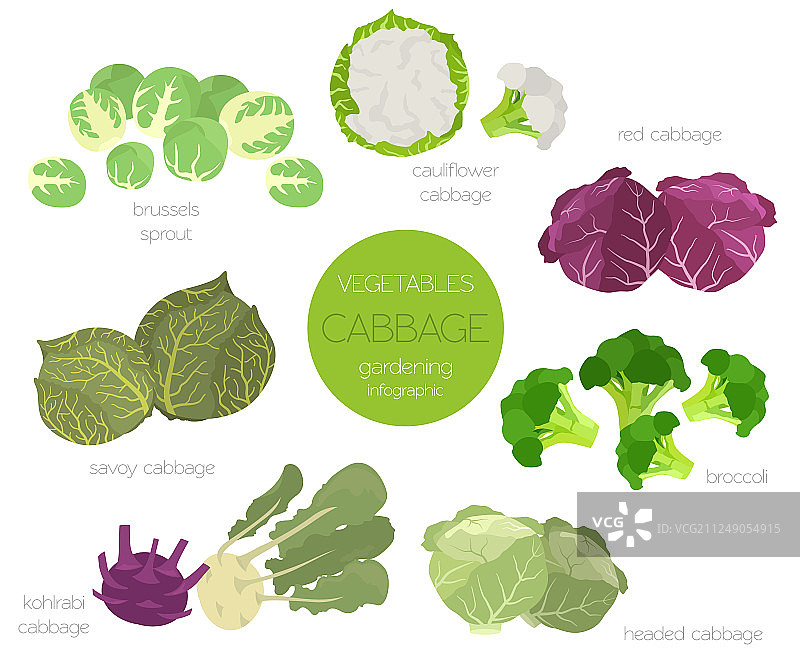 卷心菜的益处图形园艺套装图片素材