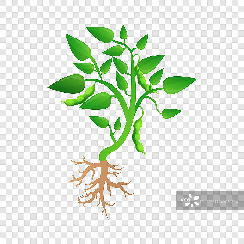 卡通风格的大豆植物生长图标图片素材