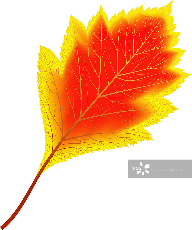 红色和黄色秋季白杨叶图片素材