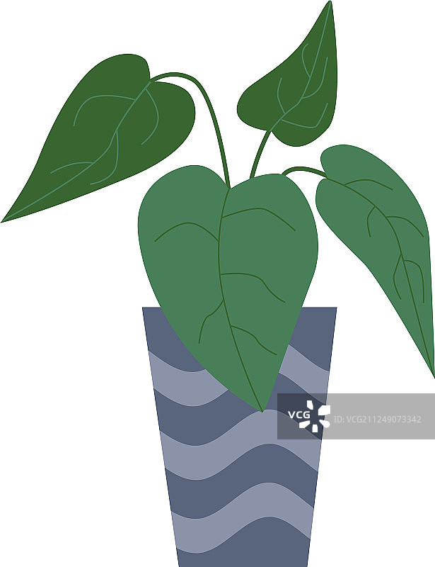 盆栽异域热带室内植物图片素材