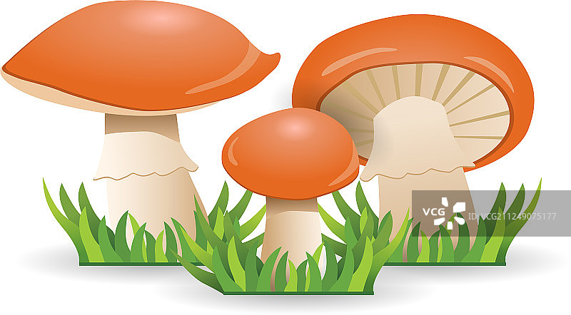 滑子菇蔬菜健康食品图片素材