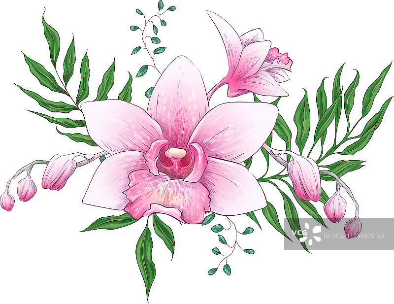 热带珍稀花卉：兜兰花束图片素材