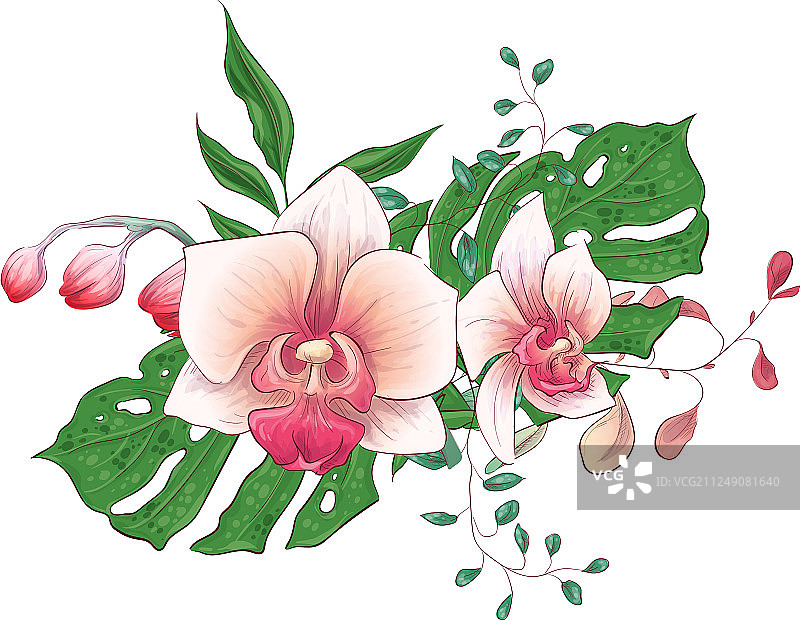 热带珍稀花卉：兜兰花束图片素材