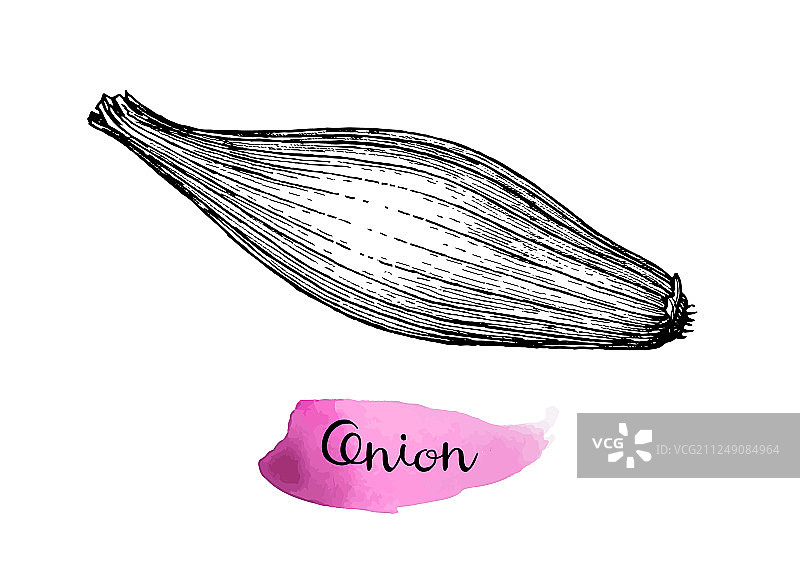 水墨速写洋葱图片素材