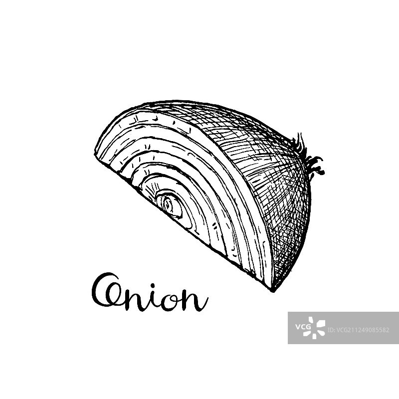 水墨速写洋葱图片素材