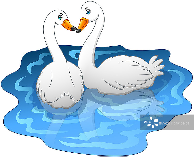 湖面上的天鹅情侣图片素材