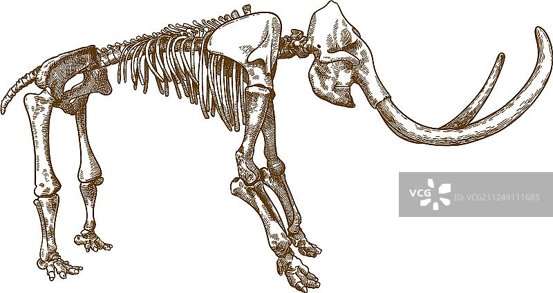 猛犸象骨骼雕刻图片素材