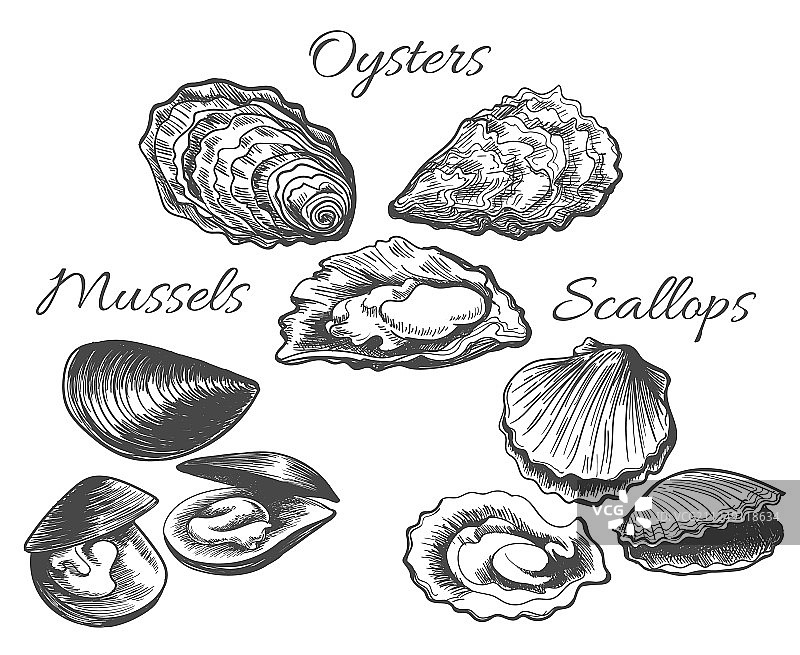 牡蛎和扇贝素描图片素材