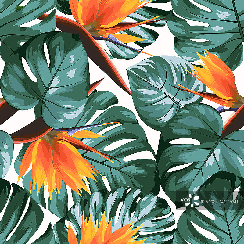 热带绿色蔓绿绒龟背竹丛林图片素材