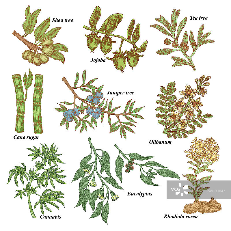 医疗化妆品植物手绘乳木果图片素材