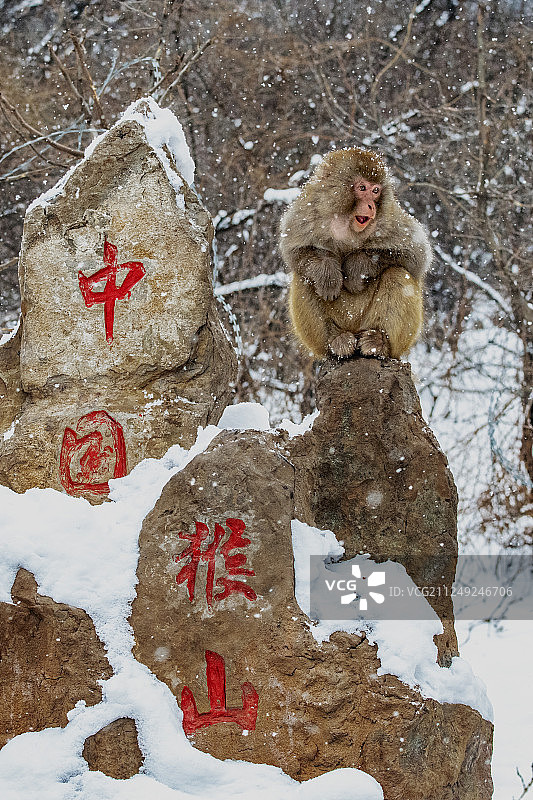 河南济源五龙口雪中的猴子图片素材