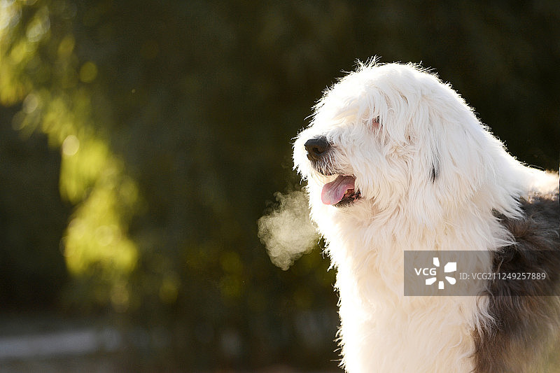 英国古代牧羊犬图片素材