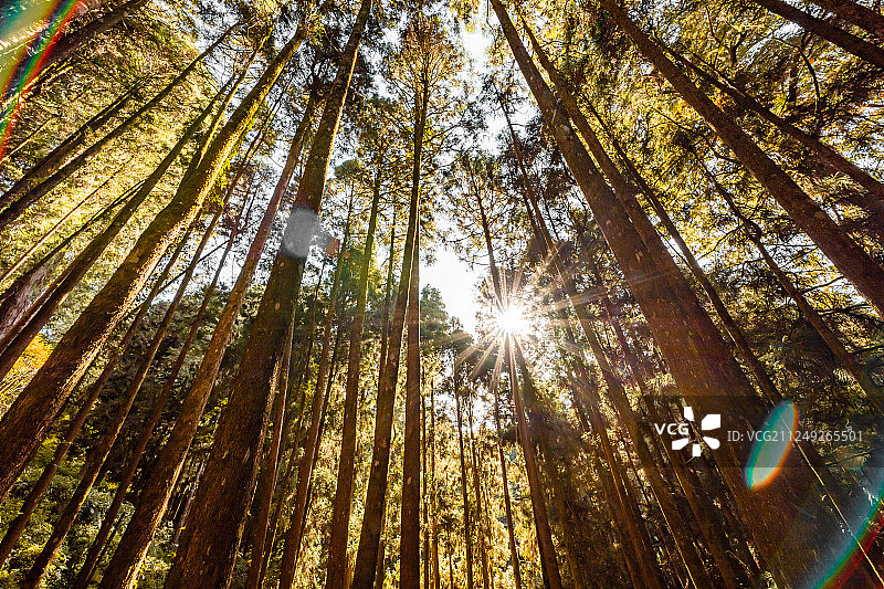 台湾阿里山森林图片素材