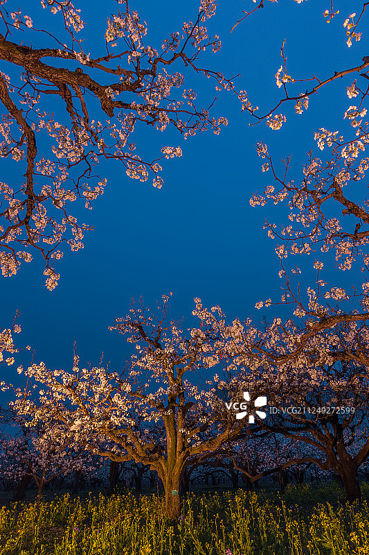 安徽砀山梨树王景区风光图片素材
