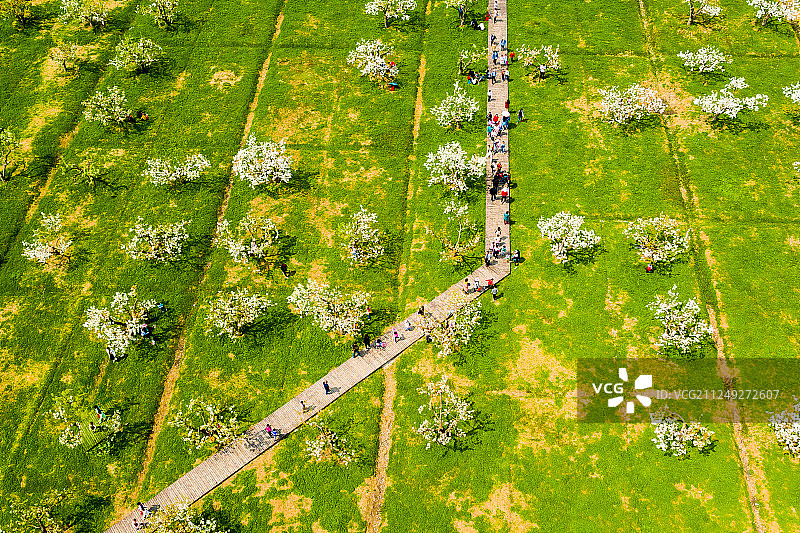 安徽砀山梨树王景区风光图片素材