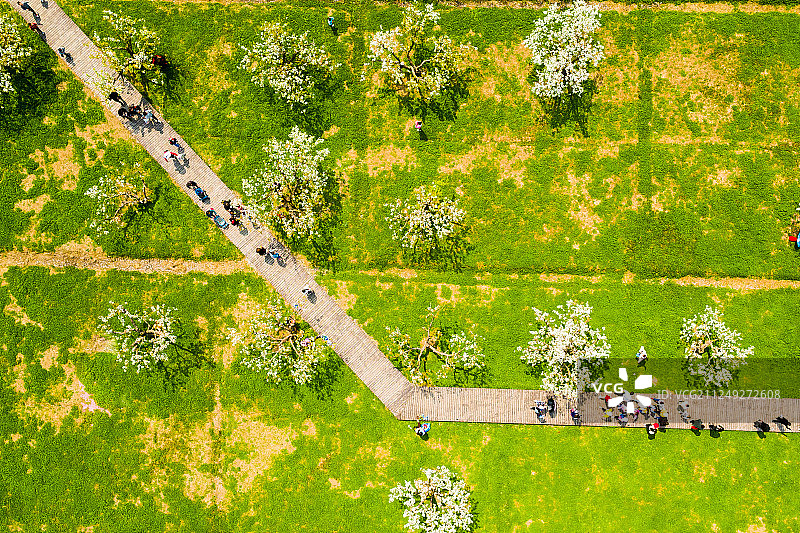 安徽砀山梨树王景区风光图片素材