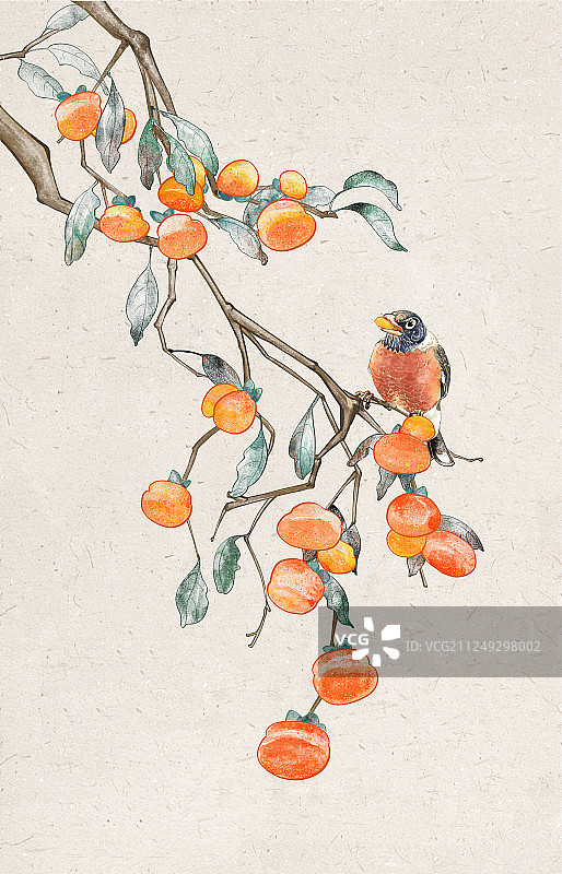 节气霜降寒露柿子与鸟插画图片素材