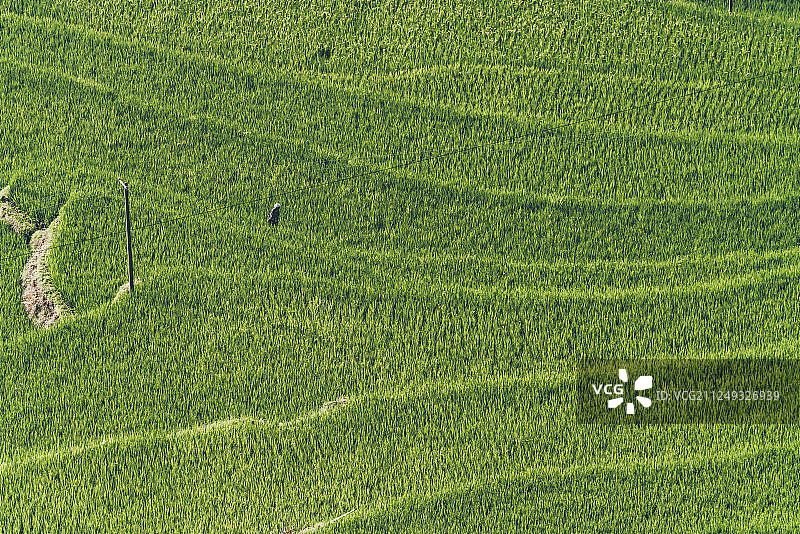 贵州加榜梯田风光图片素材