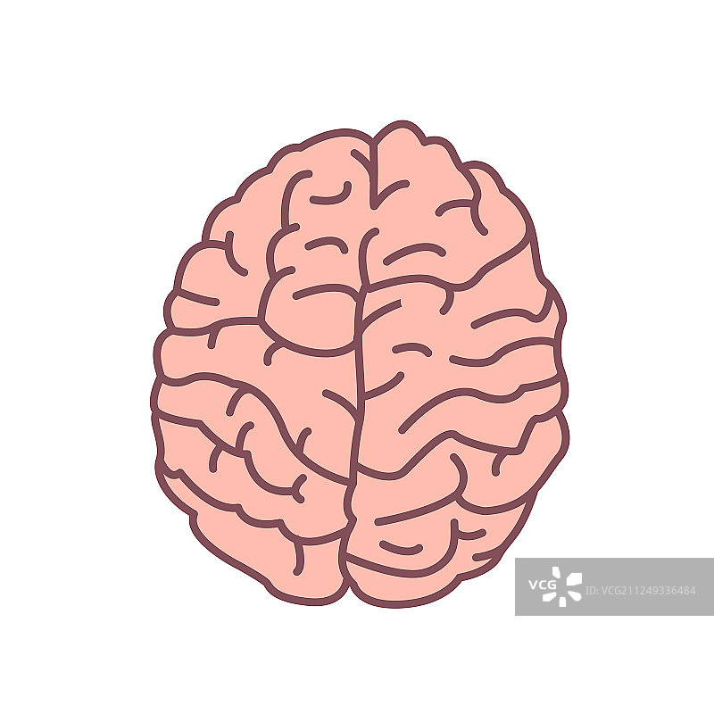 白色背景上的人脑器官图片素材
