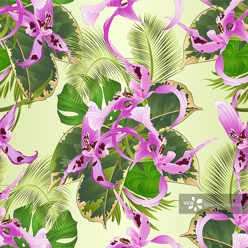 无缝纹理：热带兰花图片素材