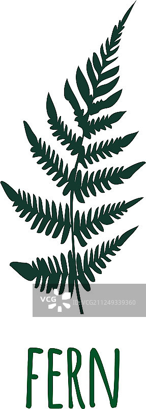 绿色蕨叶轮廓图片素材