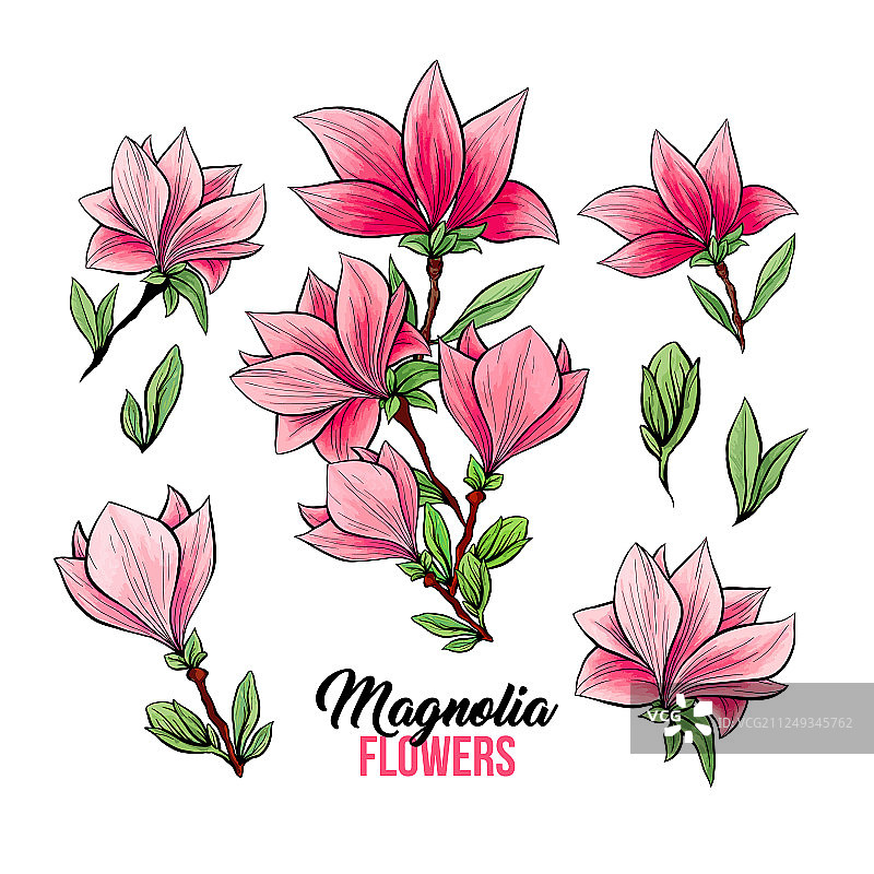 手绘玉兰花素材合集图片素材