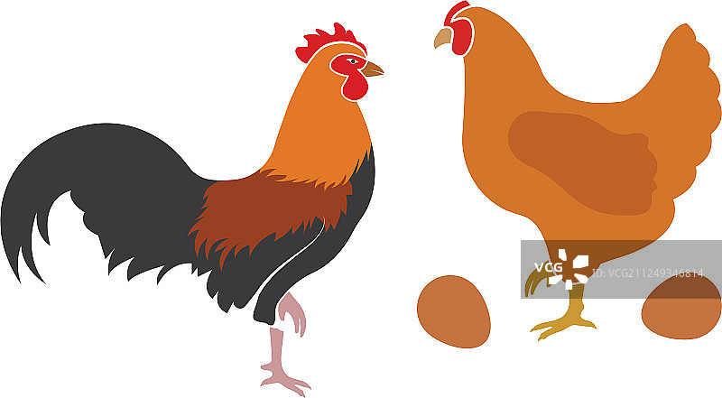鸡图片素材