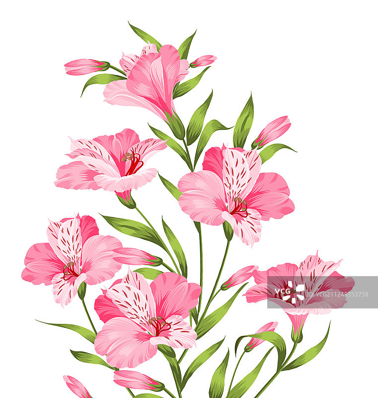 白色背景上孤立的六出花枝图片素材