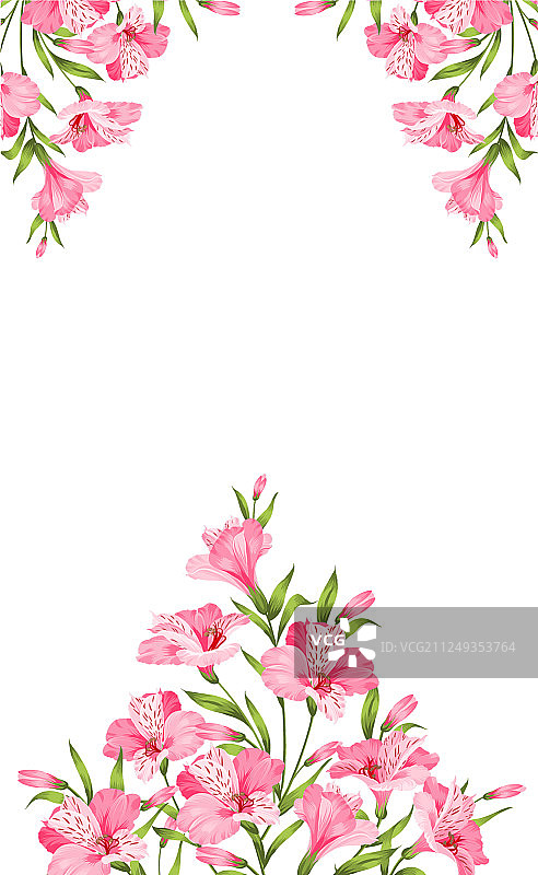 白色背景上孤立的六出花枝图片素材