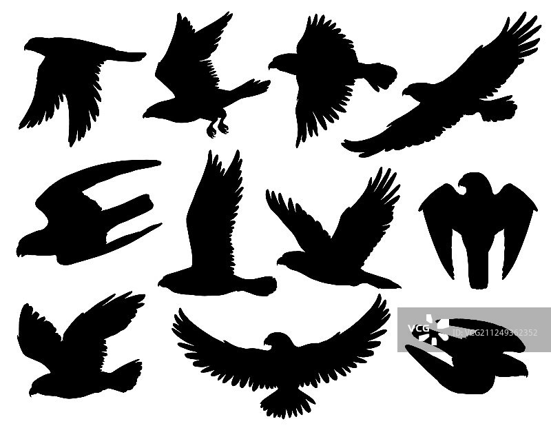 老鹰鸟类黑色剪影猎鹰和鹰图片素材