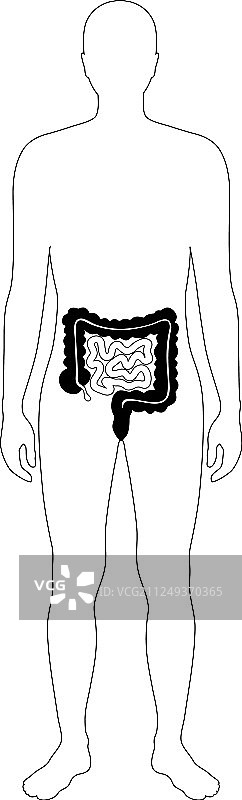 大肠和小肠图片素材
