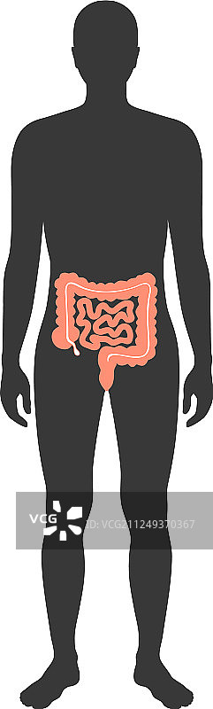 大肠和小肠图片素材