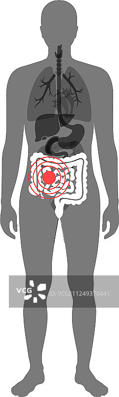 大肠和小肠图片素材