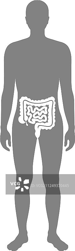 大肠和小肠图片素材