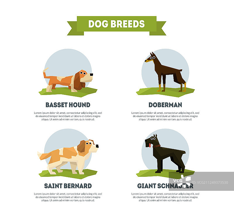 狗狗品种banner模板：巴吉度猎犬和杜宾犬图片素材