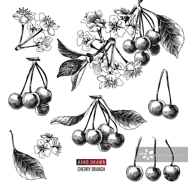 樱桃树枝合集图片素材