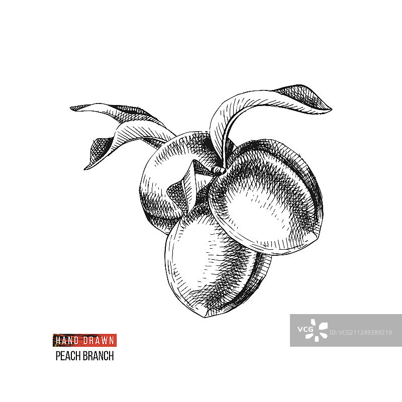 手绘桃子图片素材
