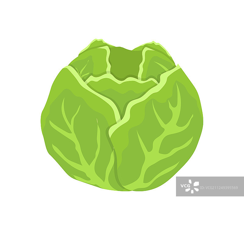 绿色卷心菜卡通独立图标图片素材